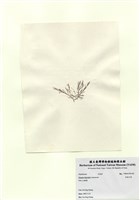 藏品(長枝沙菜)的圖片